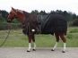 Tough Horse Turnout Sheet with 100gr Liner - Half Neck - 1680D